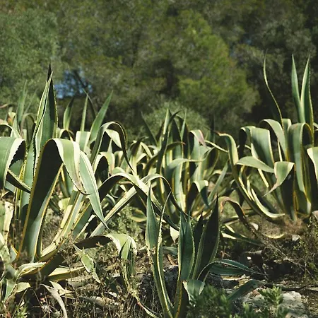 Masia Bartomeu Rural House Between Vineyards 2km From The * El Vendrell