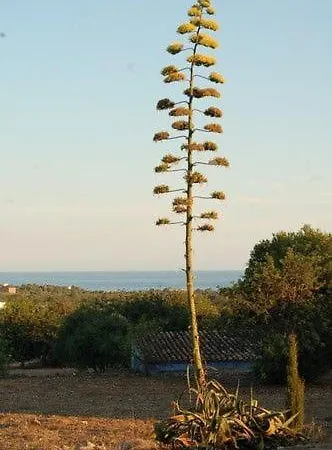 Masia Bartomeu Rural House Between Vineyards 2km From The El Vendrell